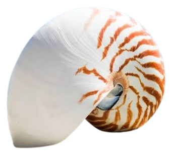 Concha de nautilus — crece añadiendo cámaras, como una Boohouse añade módulos
